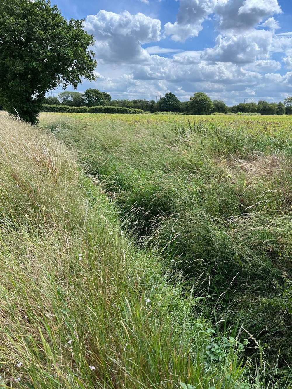 Balne habitat bank, Humberhead Levels