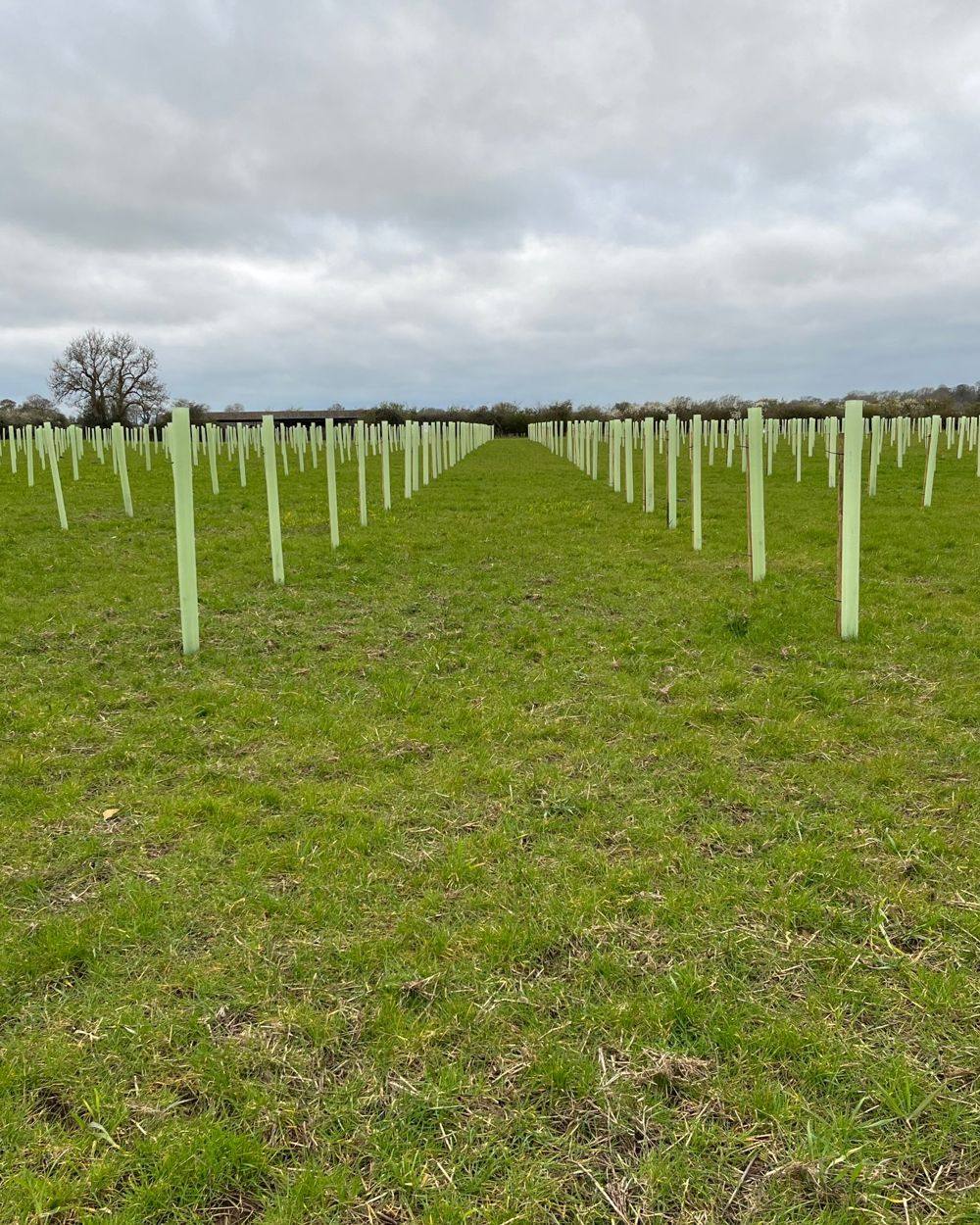 Felmersham habitat bank, Bedfordshire and Cambridgeshire Claylands