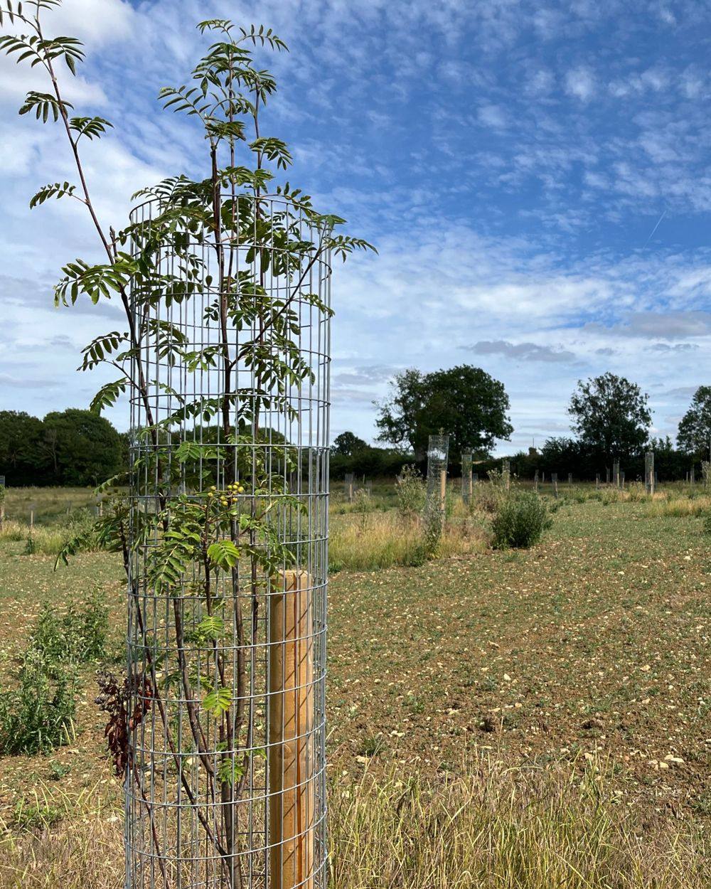 Felmersham habitat bank, Bedfordshire and Cambridgeshire Claylands