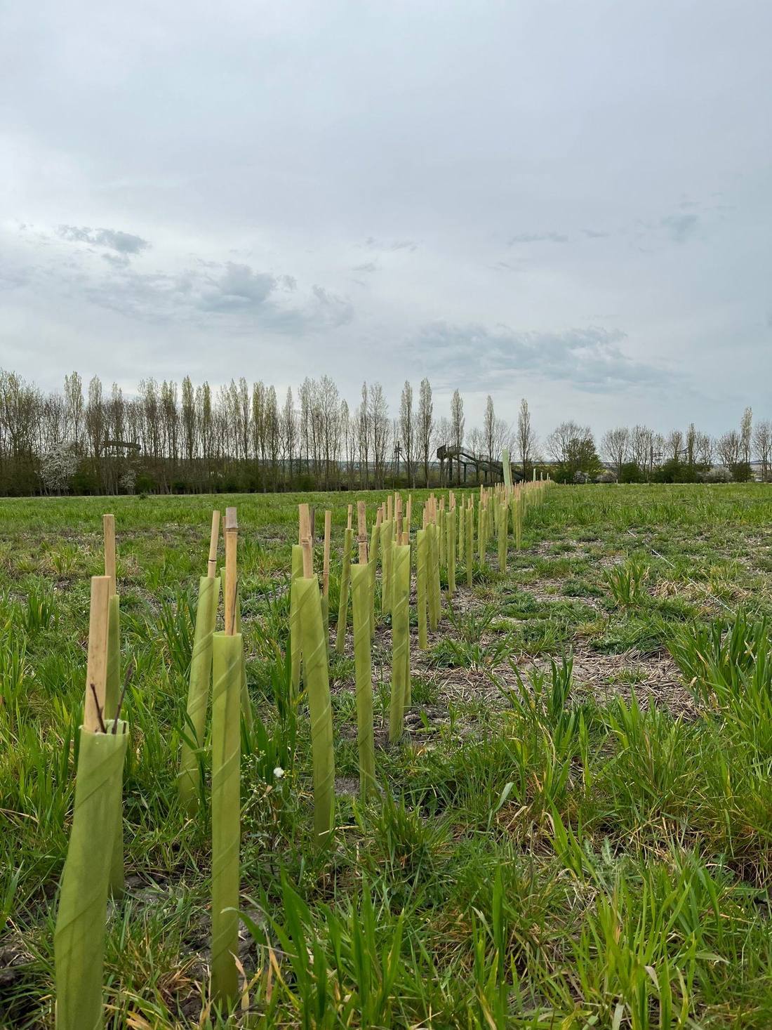 Denchworth habitat bank, Upper Thames Clay Vales