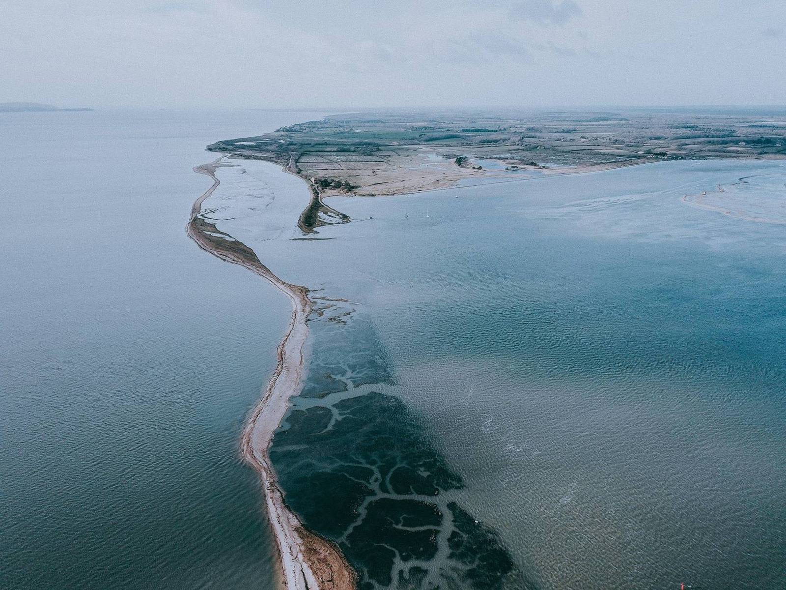 South Coast NSIP: Species mitigation contract: brent goose, Solent waders and slow-worm
