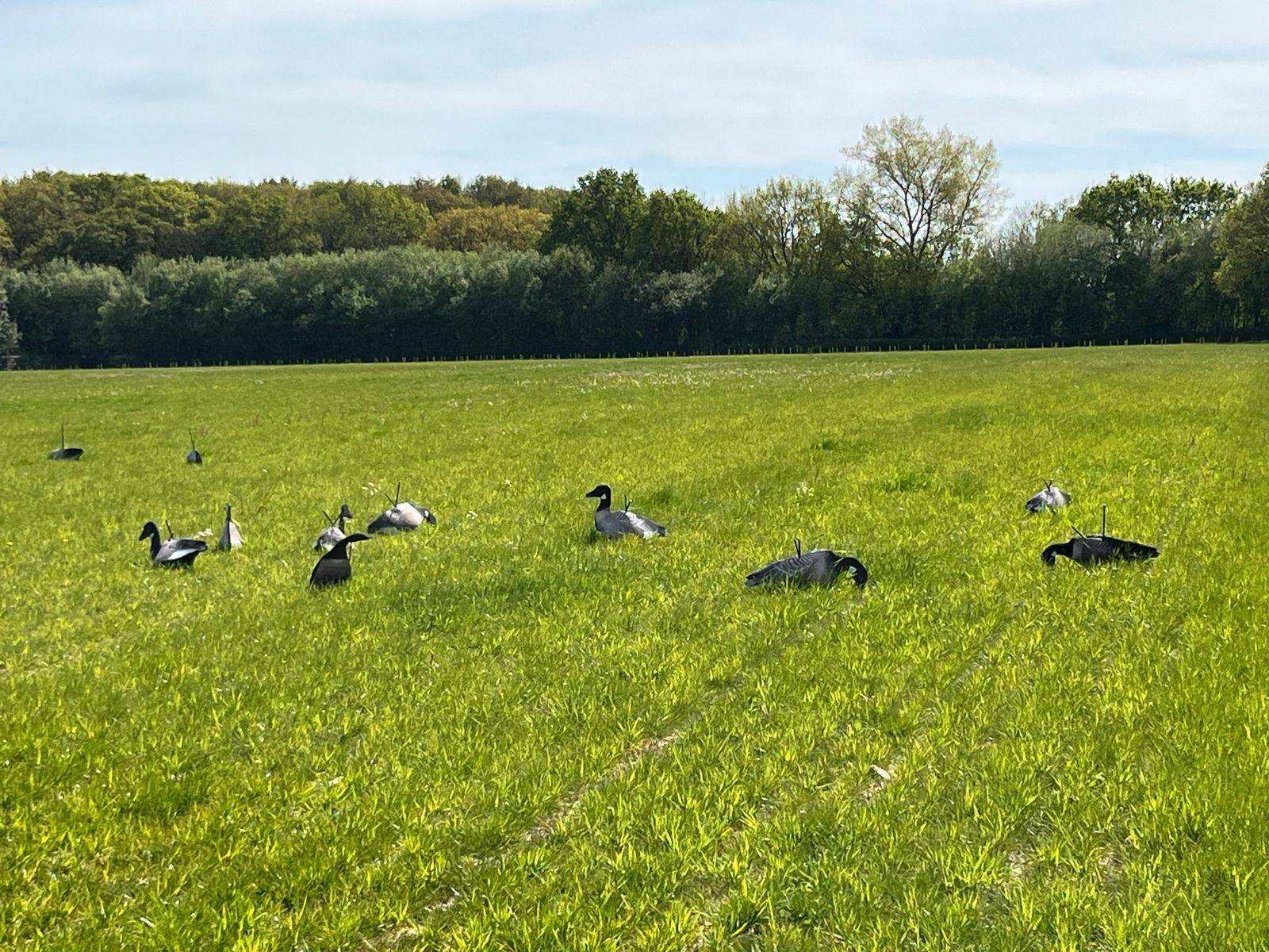 Decoy brent geese to draw birds onto the site