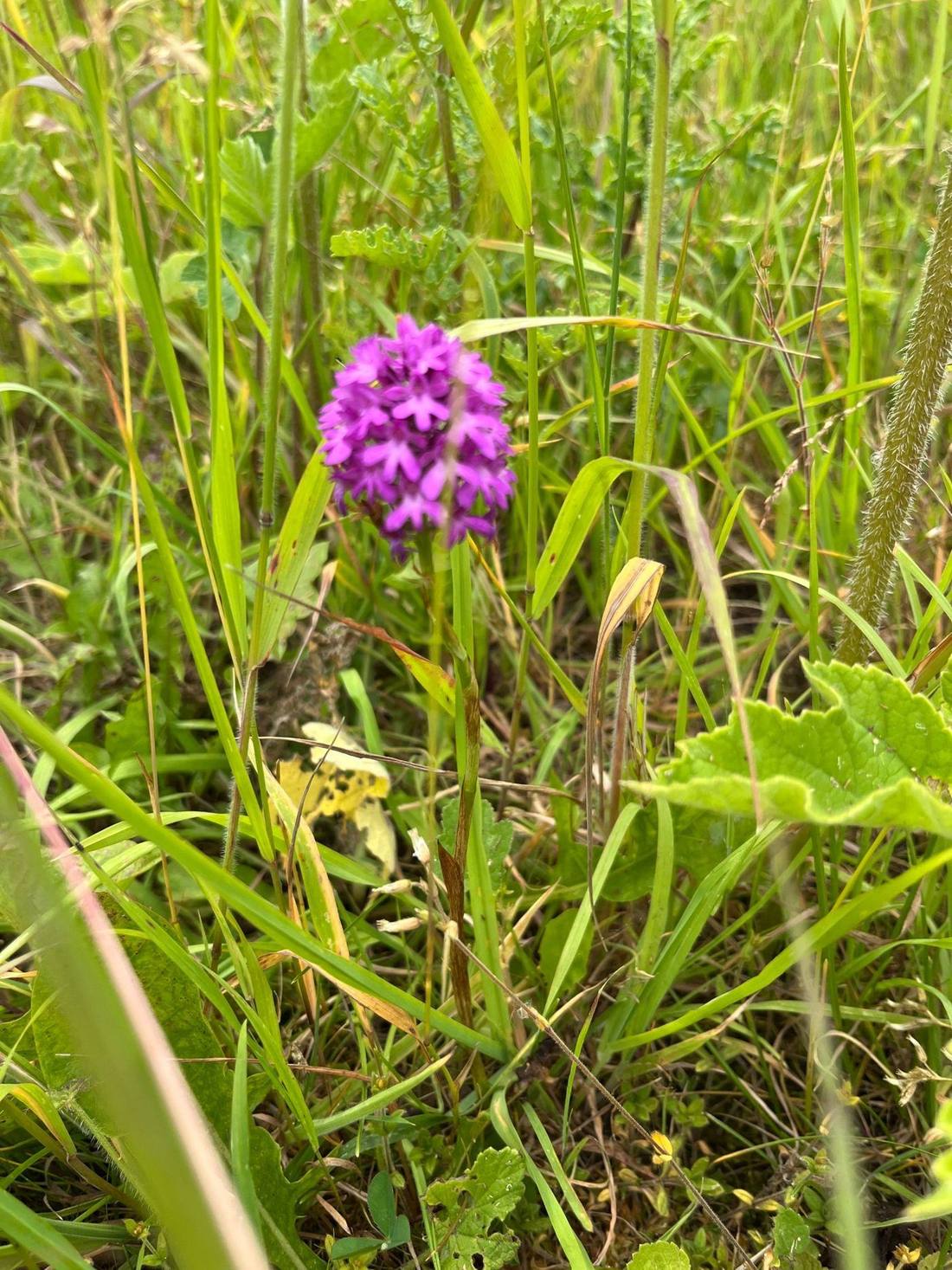 Pyramidal orchid in species-rich grassland at Horden