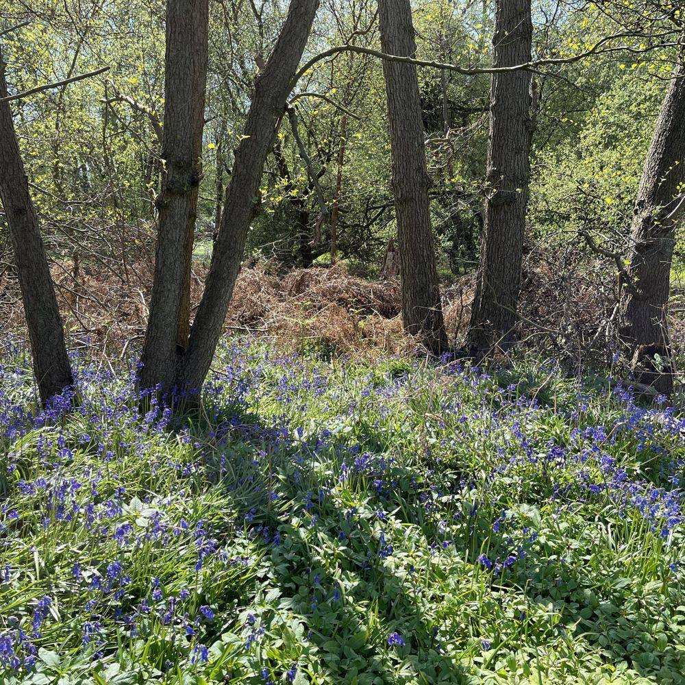 Bluebells in the woodland