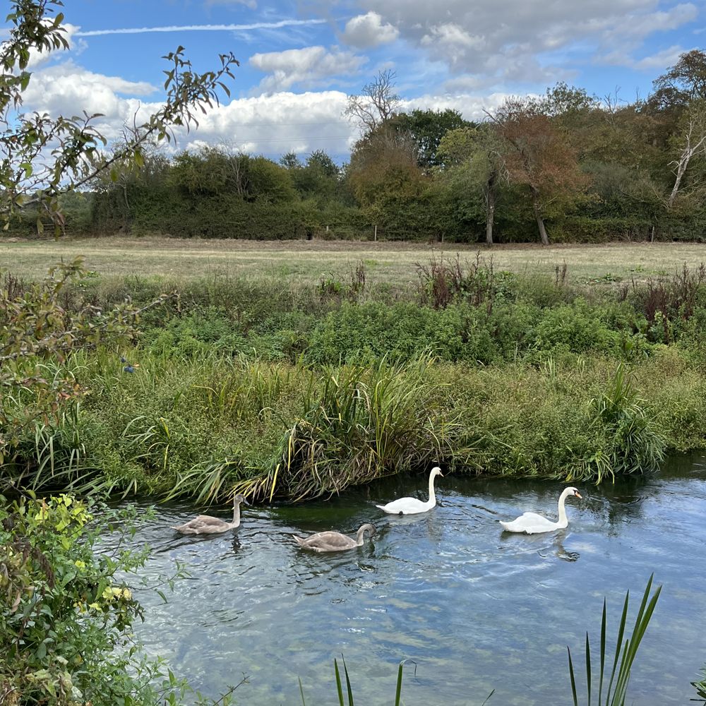 Mute swans with cygnets on the river