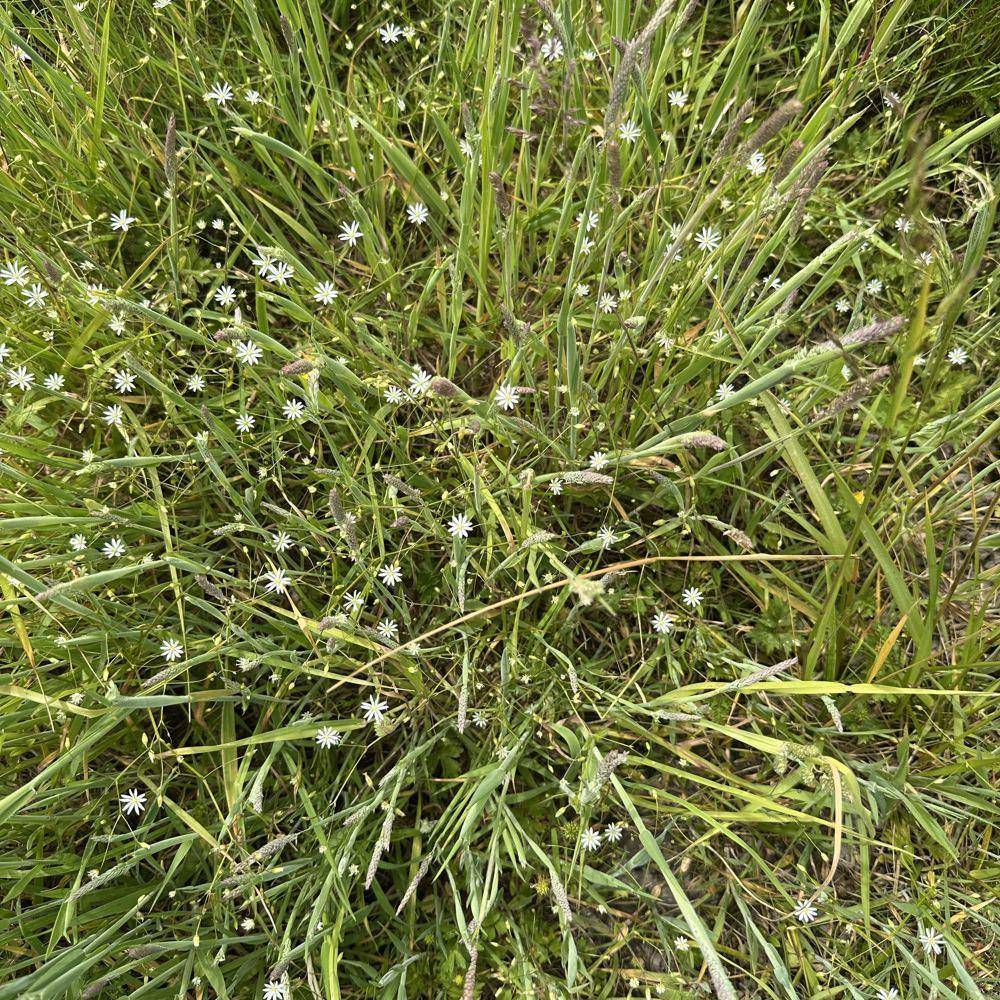 Greater stitchwort