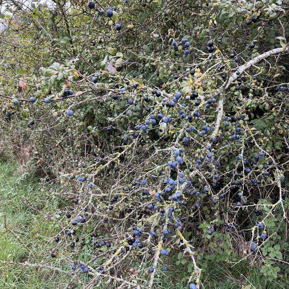 Sloes on the blackthorn