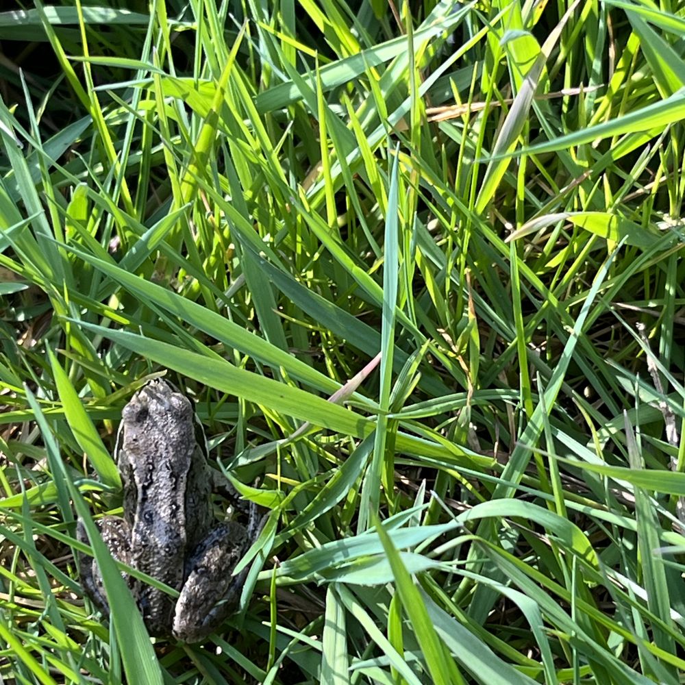 Common frog