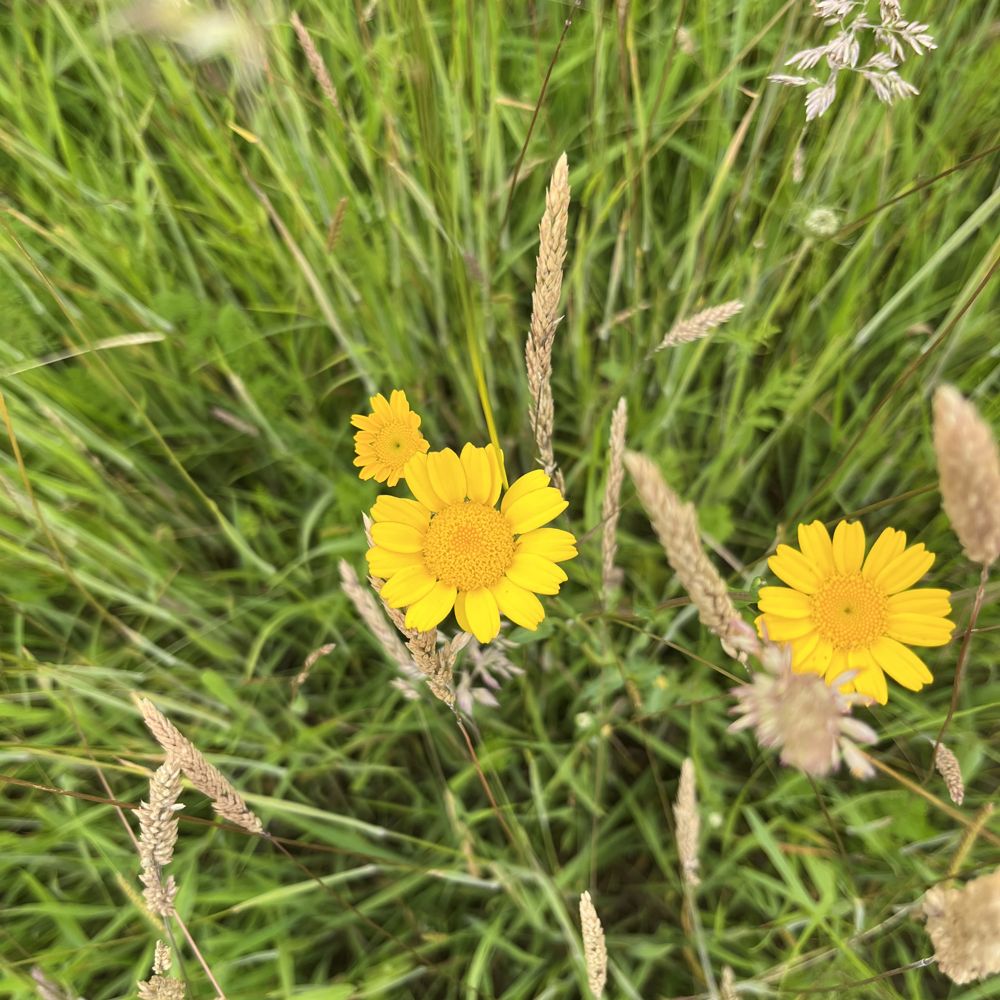 Corn marigold in the orchard field