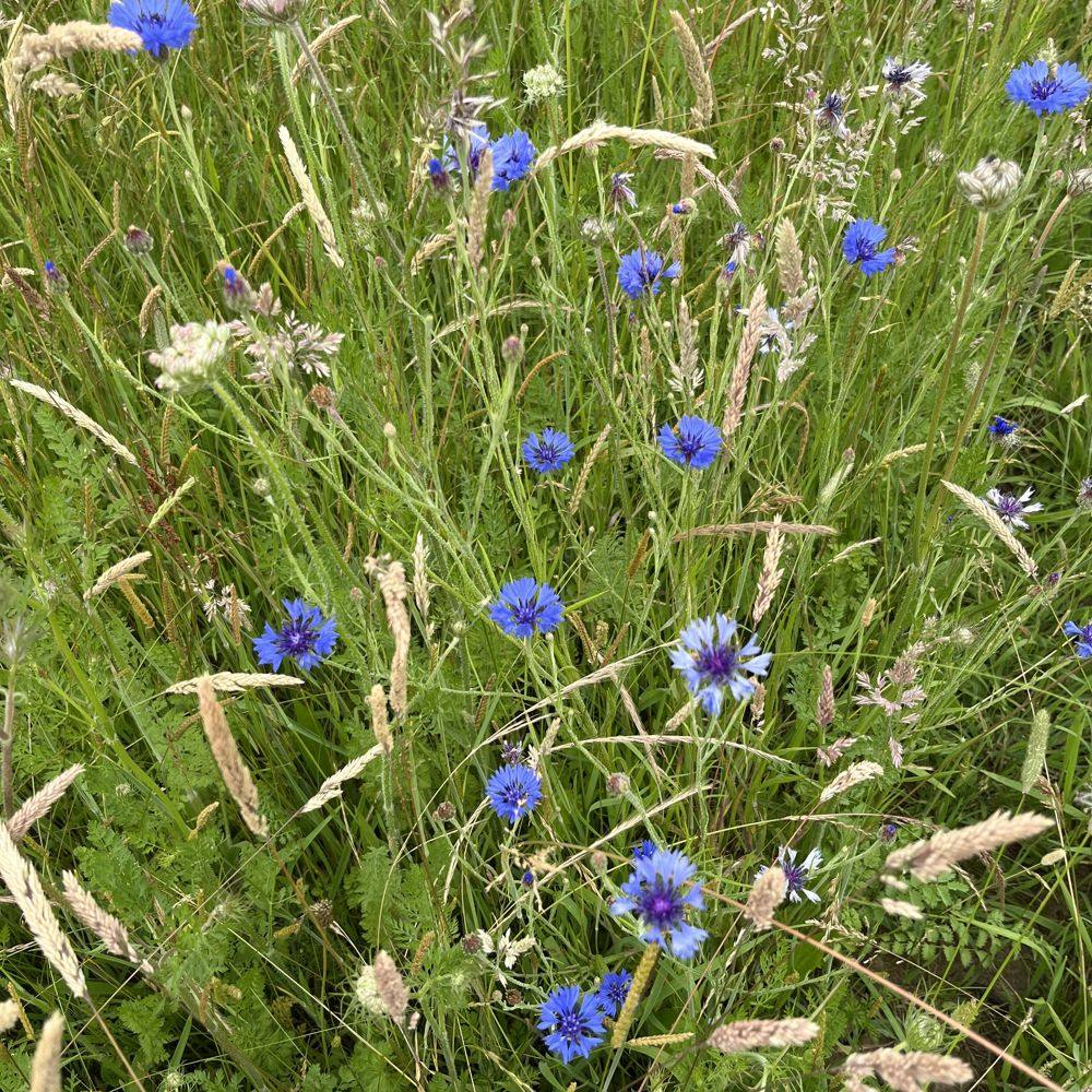Cornflower