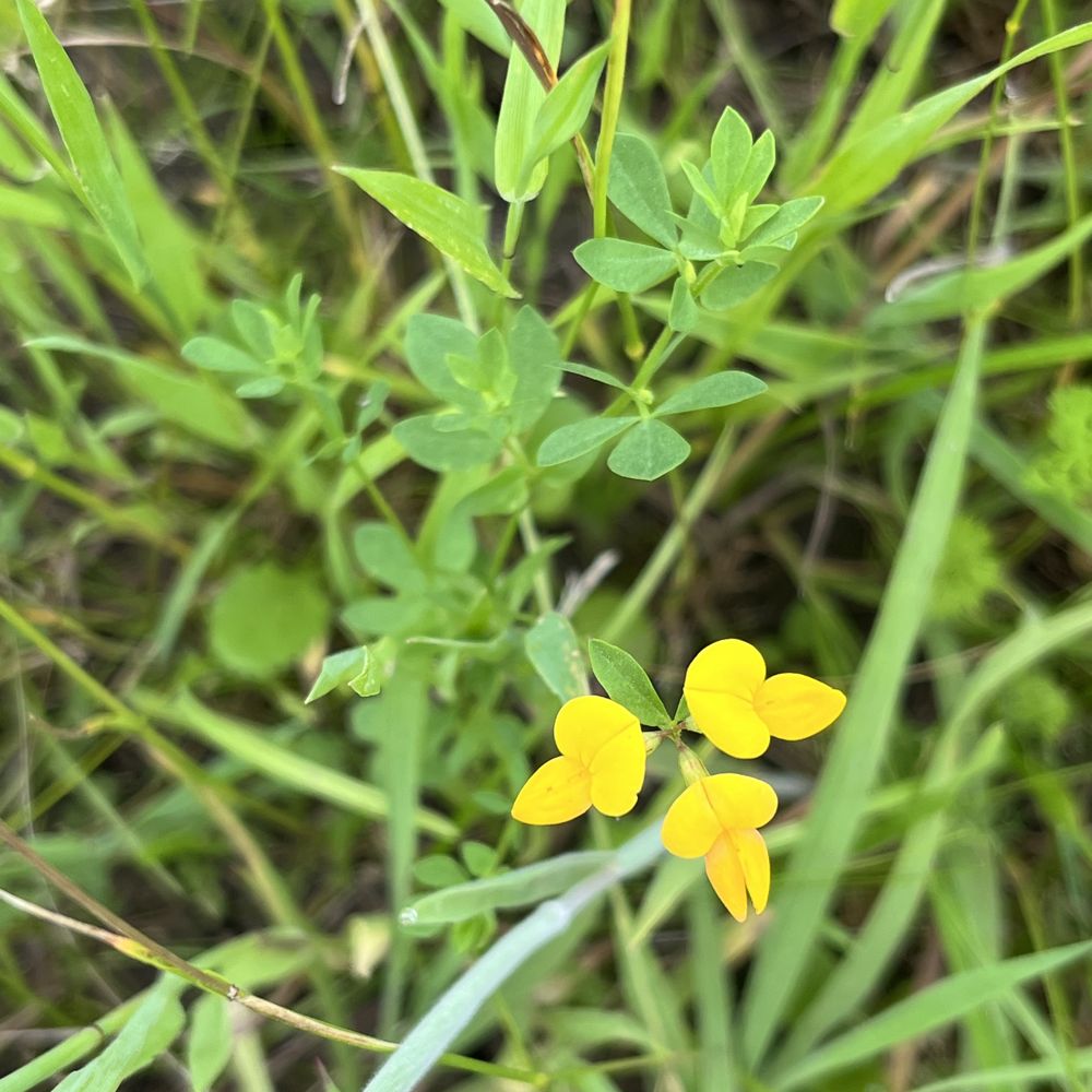 Bird’s-foot trefoil