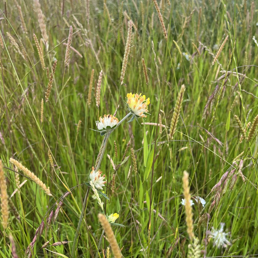 Kidney vetch in the orchard field