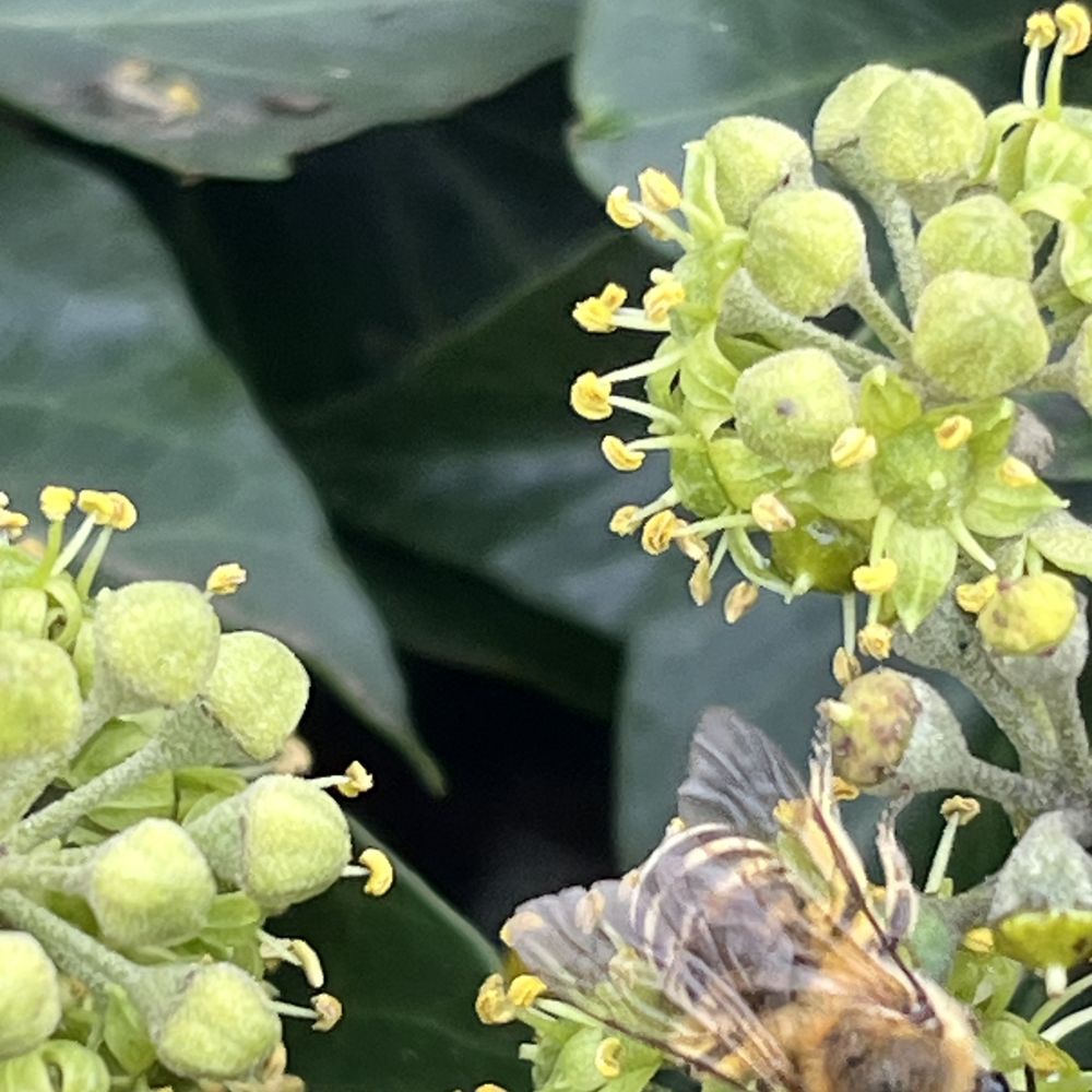 Ivy bees, September 2026