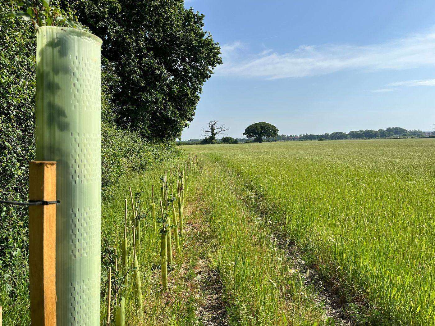 Stubbington habitat bank, South Coast Plain