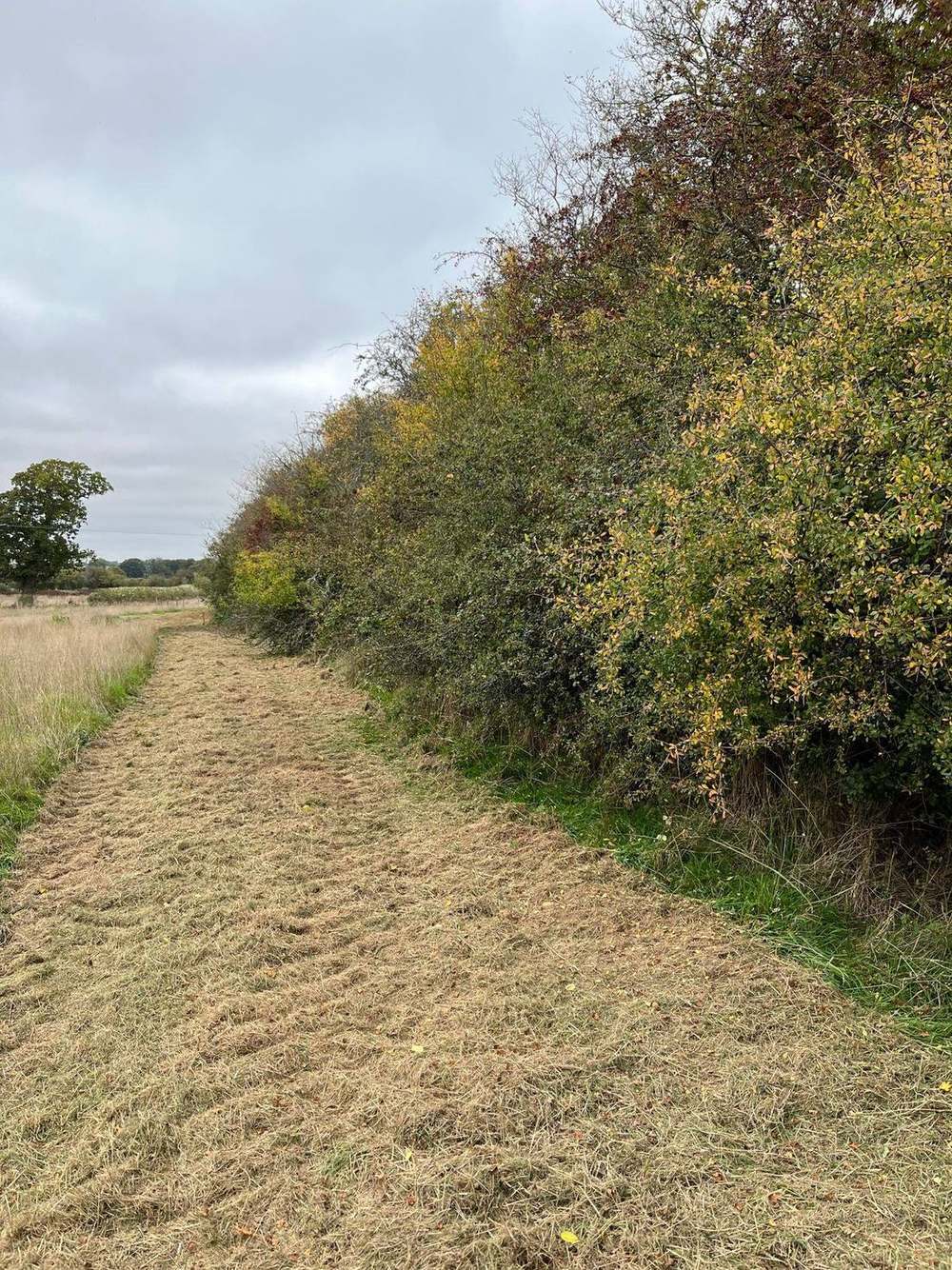 Whiteparish habitat bank, New Forest